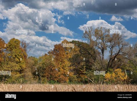 An Autumn Landscape Of Cattails Lined By Trees With Fall Foliage In