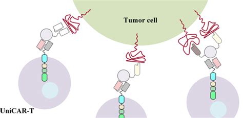 Uncategorized Creative Biolabs Single Domain Antibody Blog