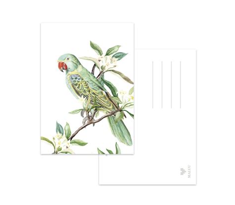 Postkarte Green Parrot MALUU