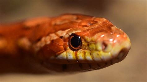 Can Snakes See In Color Snake Vision Is Very Different