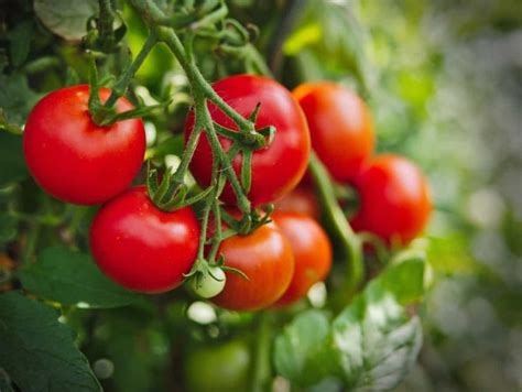 Top 24 Steps To Boost Tomato Yield How To Increase Production Quality And Size