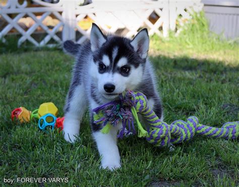 Szczeniak Siberian Husky ZKwP FCI Secemin Ogłoszenie na Allegro