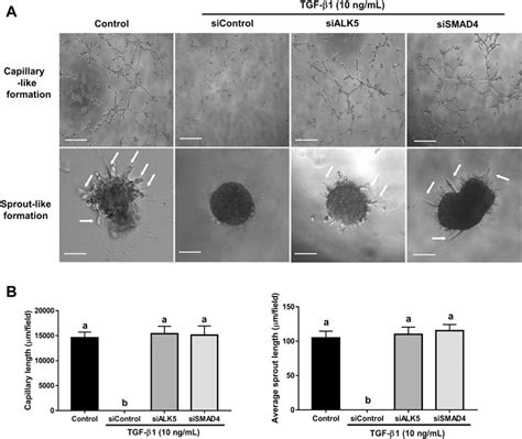 Frontiers Characterization Of The Roles Of Amphiregulin And