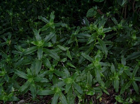 Callisia fragrans - UF/IFAS Assessment - University of Florida ...