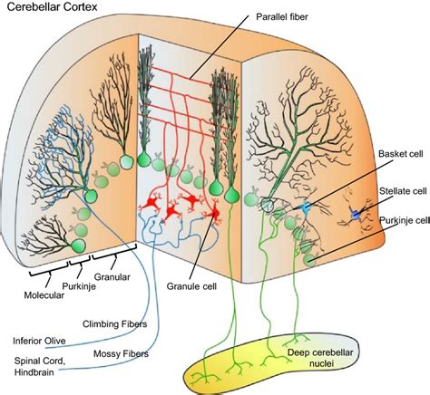 Schematic Of The Cerebellar Circuit Shown In Sagittal And Coronal