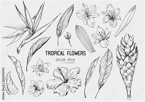 Tropical Flowers Set Of Hand Drawn Illustrations Vector Isolated