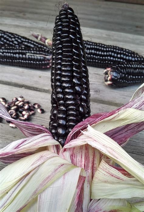 Barcelona Rojo Marinero Maiz Morado De Peru Fruta Vegetales George