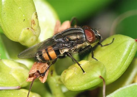 Blow Fly Biology and Maggot Therapy for Healing Wounds | Owlcation