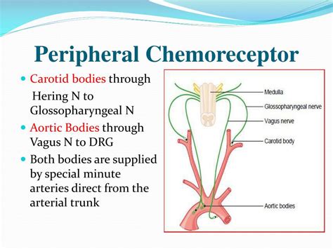 Where Are Peripheral Chemoreceptors Located