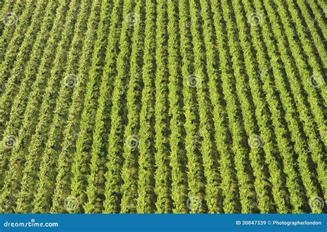 Aerial View Rows Of Grape Vines Vineyard Mornington Peninsula Victoria