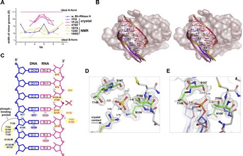 Crystal Structures Of Rnase H Bound To An Rna Dna Hybrid Substrate