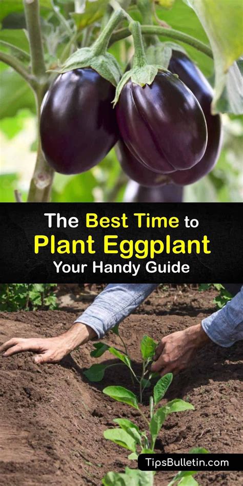 The Best Time To Plant Eggplant Your Handy Guide In 2023 Eggplant Seeds Regrow Vegetables