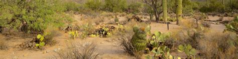 61420 Coronado National Forestimpolicyfcropandw1920andh480andqmedium