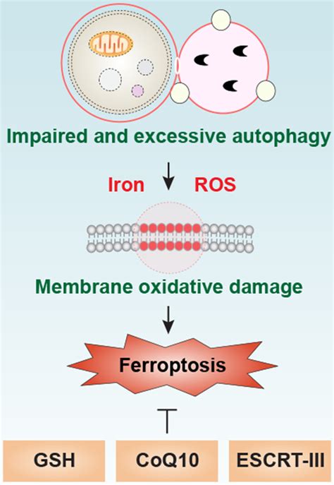 Autophagy Dependent Ferroptosis Machinery And Regulation Abstract