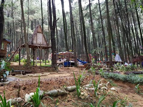 Wisata Hutan Pinus Di Jawa Barat Yang Instagenic Banget Trippers Id