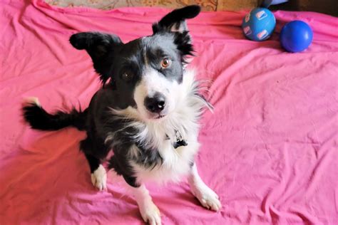 Adopted Milo Northern California Border Collie Rescue And Adoptions