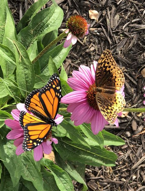 Two Butterflies On Cone Flowers Smithsonian Photo Contest