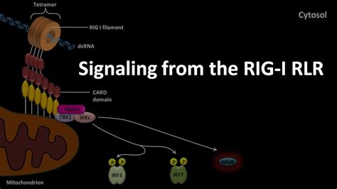 Rig I Rlr Signaling Pathway Youtube