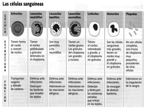 Cuadro Comparativo De C Lulas Sangu Neas Cuadro Comparativo