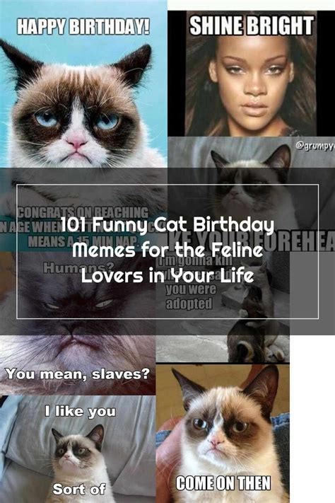 Grumpy Cats Grumpy Cat Humor Funny Cats Cat Birthday Memes Cats