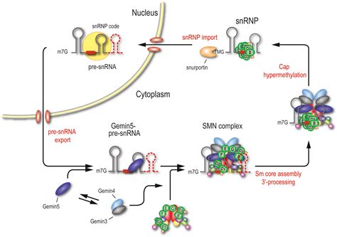 Gemin Delivers Snrna Precursors To The Smn Complex For Snrnp