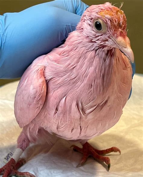 TheResistance On Twitter Village Idiots Dyed The Bird Pink For A