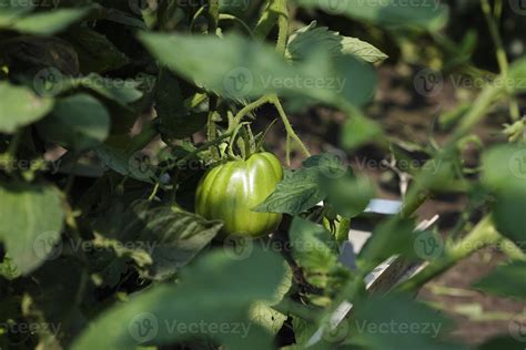 Ripening Green Tomatoes Hanging On Twigs On A Summer Day In A Garden