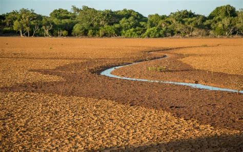 Forêts Protéger Le Poumon Vert De La Planète Wwf France