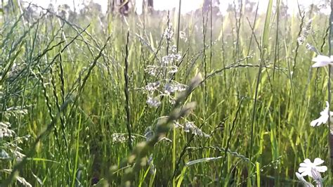 Close Up View Of Urban Meadow With Fresh Grass And Little Wild Flowers At A Street In The City