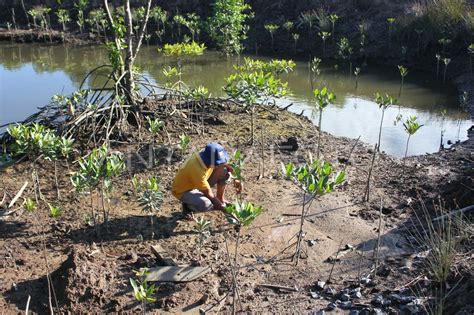 Upaya Rehabilitasi Ekosistem Mangrove Antara Foto