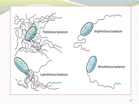 Bacterias Definicion Y Clases PPT