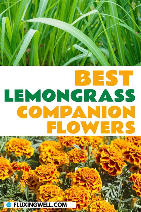 Best Lemongrass Companion Plants And To Avoid Fluxing Well