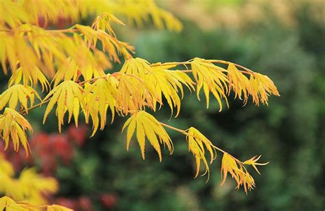 C Mo Cultivar El Arce Japon S Foto