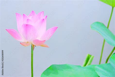 Spiritual Meaning Of Pink Lotus Flower Best Flower Site