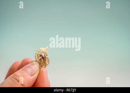 Tiny Crab In Human Hand Stock Photo Alamy