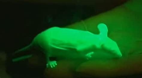 Genetically Engineered Glow In The Dark Animals