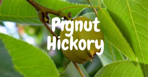 Pignut Hickory | Properties, Uses, and Identification - Timber Blogger