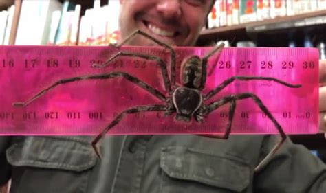 Hunstman Spider Australia S Biggest Spider Measured On Video Nature News Uk