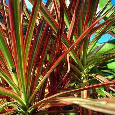 Dracaena Red Edged What We Grow Plants Planting Herbs Indoor Plants