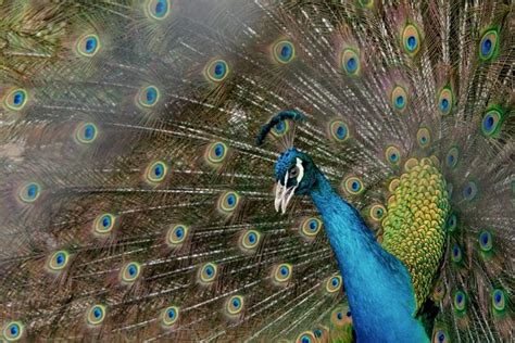 Premium Photo | Close-up of peacock