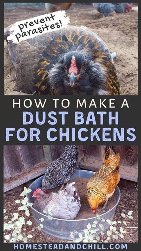 How To Make A Chicken Dust Bath Easy Diy Ideas Dust Bath For