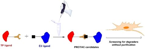 schematic   split protac concept  scientific diagram