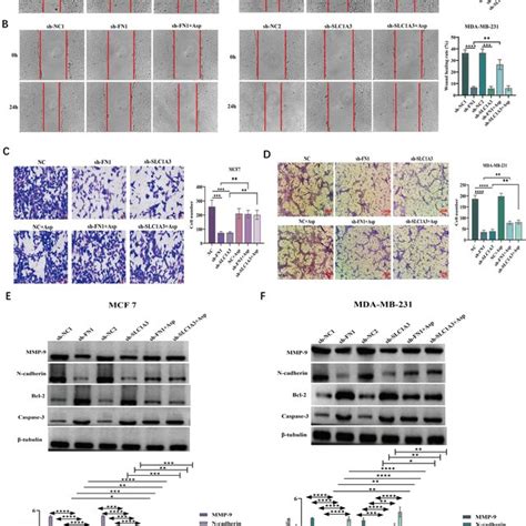 Down Regulation Of Fn Inhibited Cell Migration Invasion And Effects