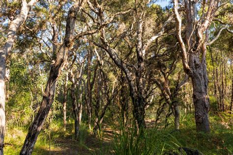 Explore Our Region Vera Scarth Johnson Wildflower Reserve Bundaberg