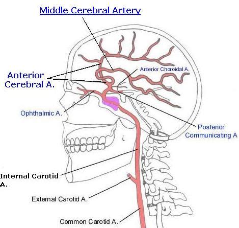 Science, Natural Phenomena & Medicine: Middle Cerebral Artery