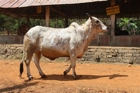 Rathi Cattle | Oklahoma State University