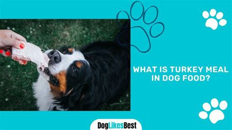 The Truth About Turkey Meal in Dog Food | DogLikesBest