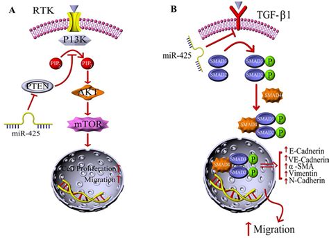 The Role Of Mir In Breast Cancer Progression A And Tnbc Cells B