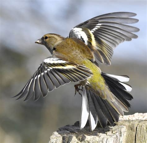 Sissy Willis On Twitter Rt Carlbovisnature Female Chaffinch From