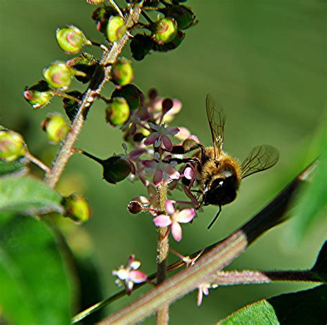 Honey Bee Sipping Nectar From A Rouge Flower A Photo On Flickriver